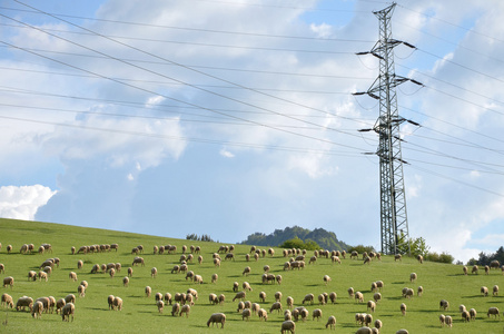 羊吃草电柱旁边的绿色草地上的羊群