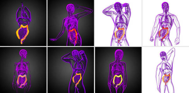 3d 渲染人体消化系统大肠