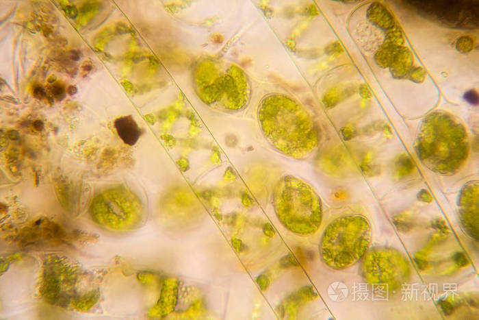 淡水池塘水浮游生物和藻类在显微镜下.spirogyra