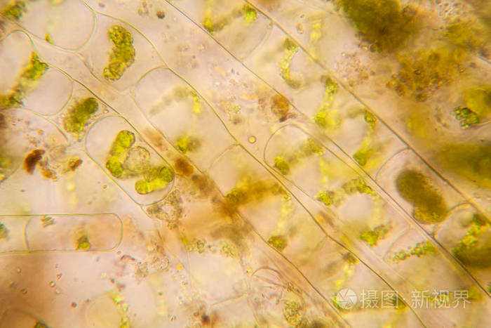淡水池塘水浮游生物和藻类在显微镜下.spirogyra