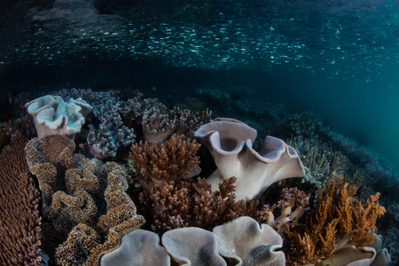 软珊瑚在浅滩