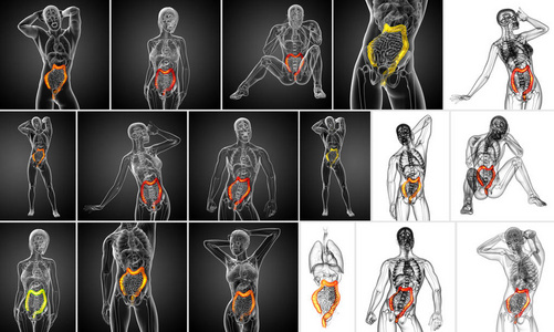 3d 渲染人体消化系统大肠