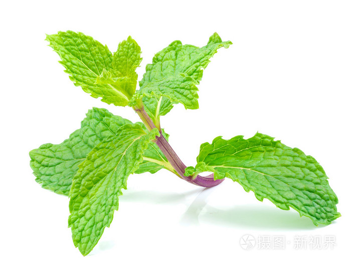 近摄镜头上孤立的草药薄荷叶