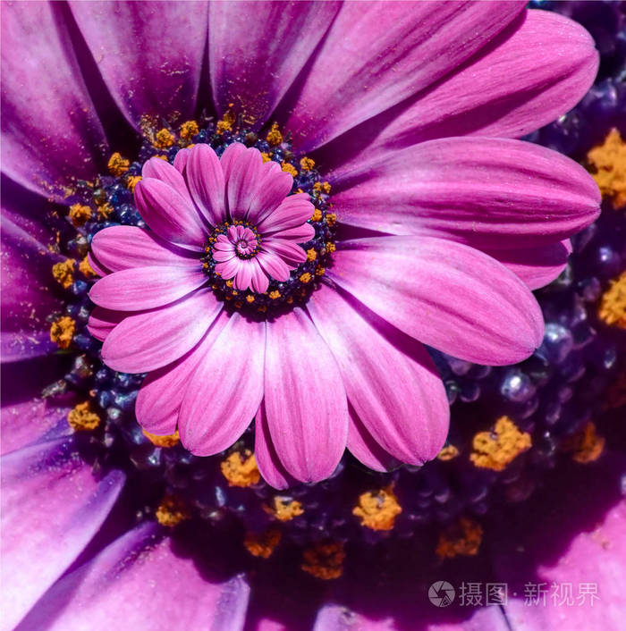 花螺旋抽象图案分形.令人难以置信的粉色洋红色花草图案圆螺旋圈背景