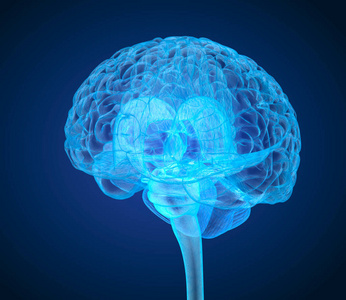 人脑 X 射线扫描, 医学上准确的3d 插图