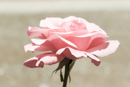 美丽的红玫瑰在花园里模糊的背景。选择性软聚焦。作为您的艺术项目的花卉背景
