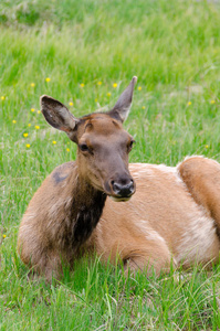 鹿在怀俄明州的黄石国家公园