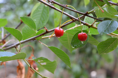 雨后花园里的樱桃