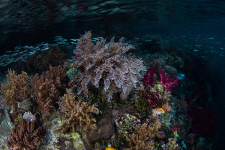 拉贾安帕礁生物多样性