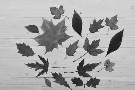 干燥的叶子放在中心。秋季艺术理念。木质背景下秋叶的收集
