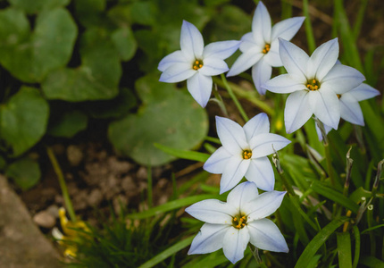 小白花近绿场