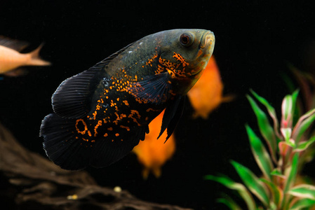 奥斯卡 Astronotus 红鱼宏