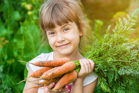 有机自制蔬菜在孩子手中收获胡萝卜。选择性对焦。自然