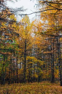 黄色秋天的森林