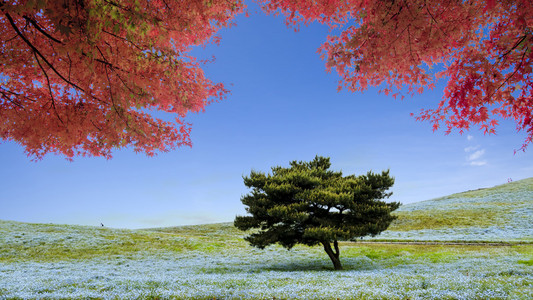 影像学山 树和 Nemophila 在日立海滨公园