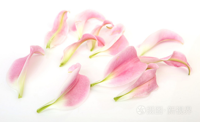 一个粉红色的百合的花瓣照片-正版商用图片0qv206-摄图新视界