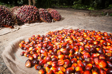 棕榈石油工业和种植园印度尼西亚