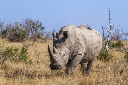 南非克鲁格国家公园南部白犀牛Rhinocerotidae 白犀属 simum simum 系列