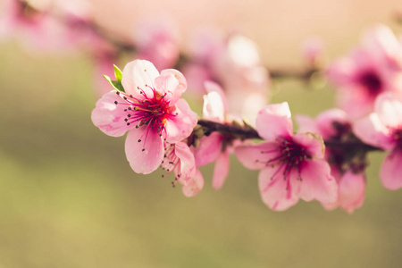 春天树与粉红色的花朵