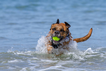 快乐的狗玩抓取在海边沙滩上, 彭布鲁克郡农场主, 英国