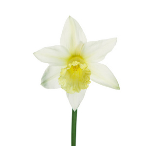单一的黄水仙花躺在它的一边，组成孤立在白色的背景