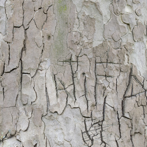 在鹿特丹，荷兰公园伦敦平面树的树皮的详细信息