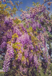 背景与美丽的紫藤花