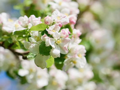 美丽的开花苹果树