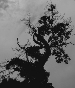 一棵老扭曲的树的黑白剪影