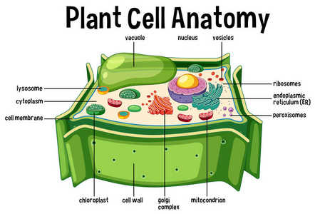植物细胞解剖图插图