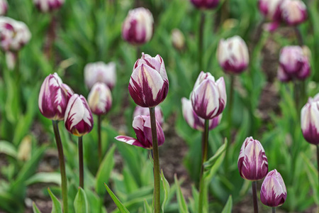 春天里的紫色和白色郁金香