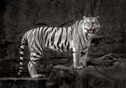 白老虎在岩石上休息