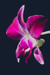 紫色石斛兰花