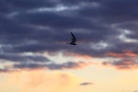 日落天空中的海鸥