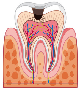 人牙解剖学在白色背景例证
