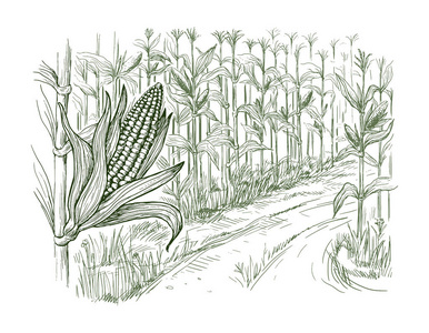 玉米田粮食秸秆草绘的插图