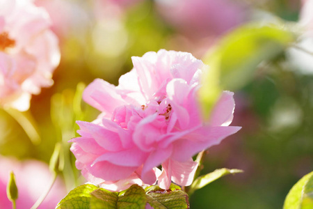 粉红色的玫瑰灌木特写现场背景图片