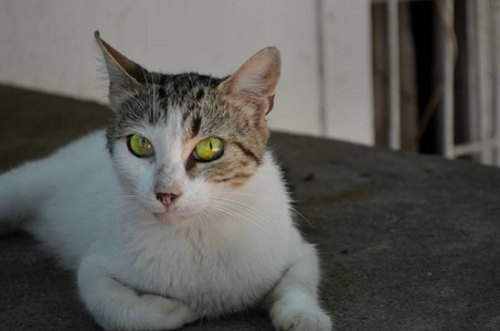一只绿眼睛的猫看着相机, 躺在混凝土上。