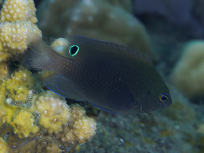 珊瑚鱼 Tripletail 濑