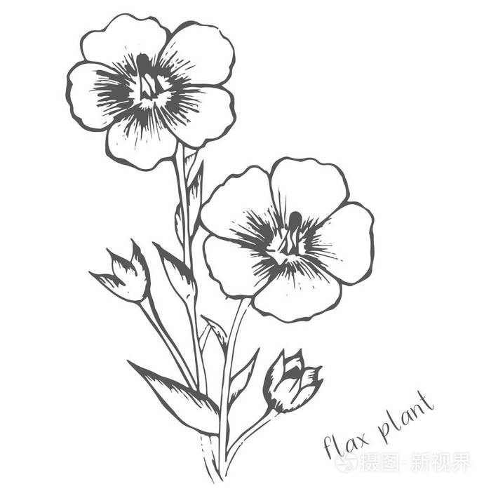 亚麻花是手绘的一种颜色插画-正版商用图片0qxhzc-摄图新视界