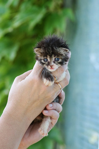 新生毛茸茸的小猫在女人的手里