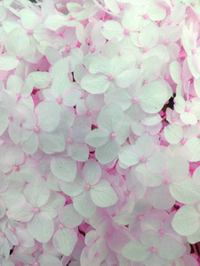 粉红色绣球花。柔情. 开花, 花, 春天, 自然