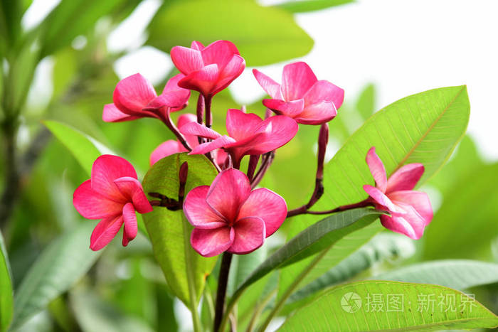 花园里美丽的花朵在夏天盛开.园景园正式花园.公园.美丽的花园