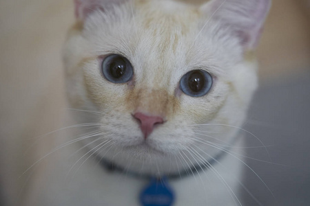 蓝眼睛的白色猫咪