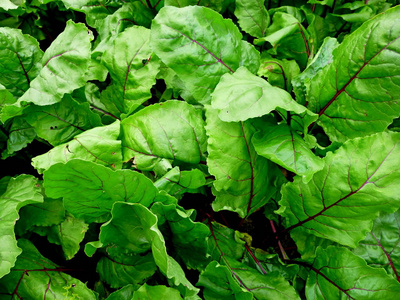 甜菜叶。菜园。西伯利亚自然耕种的植物