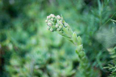 背景与仙人掌花和肉质植物, 关闭