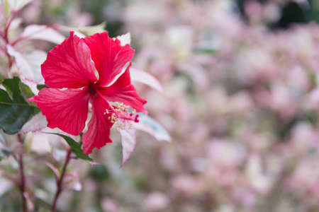 宏的甜甜的花朵。关闭了在自然背景上的白花