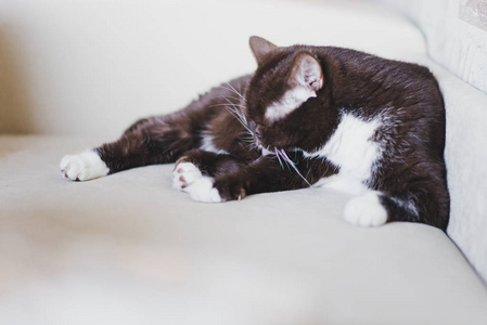 英国饲养猫躺在沙发上, 洗自己