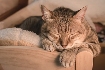 在睡眠的猫