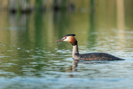 美丽的自然场面与大冠鷉 Podiceps cristatus。大冠鷉 Podiceps cristatus 在自然栖所